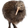 k1w1.bird
