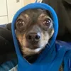 felipe.iluchko