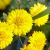 flwer0740