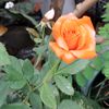 .mejia023
