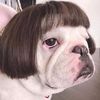 englishbulldog.corner_
