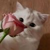 awisha0011
