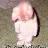 meowsiudthw