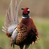 feathered_friends2