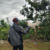 boni_breeding