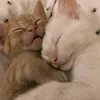 user.mary6