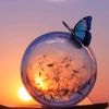 queen_butterfly_7