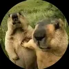vdattdzznhathaiduong