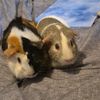 theginepigman11365