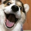 Funny_dog_0702