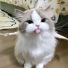 mlsiidwilstiaa