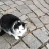 m0kremasl0