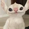喵喵猫猫