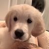 Happy Dog