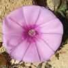univers.des.plantes