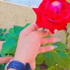 asmaa56948