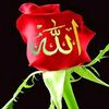 user32078869991135