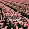jomana.mohamed829