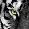 tiger_and_2025
