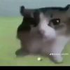 kevin_15246