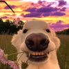 sawyer_g8