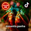 Mantis.Peacock