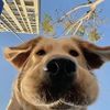 Funny dog