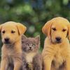 khin.chan.myae225