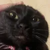 mollyremastered