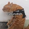 nakmeletupakuwoy