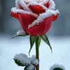 songul_avsar