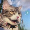 ginapickspets