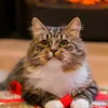 quency_thecat