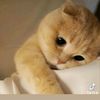 umyda_a077