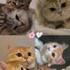 it_me_somu
