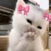 imnotxiee
