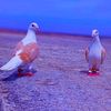 walid50504