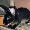 lapins.rex.pure.r