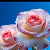 user50827011025940