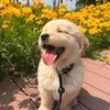 pawsrelax.newyork