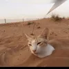 memescats_1