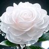 user7879081617