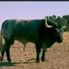 rafitarosadon