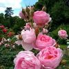 aqsa.chwdrey
