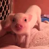 min1pig8⁸