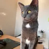 purrfectly_iris