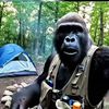 Jungle-vlogger