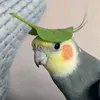birdsrcool38