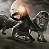 mohamedahmed1425