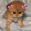 7_rana_omer